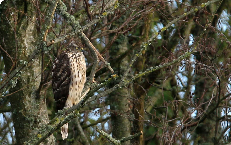 Recent Sightings 6th - 12th November